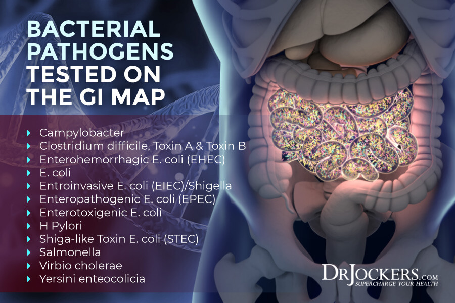 GI MAP, GI MAP Interpretation: Discover The Health of Your Microbiome