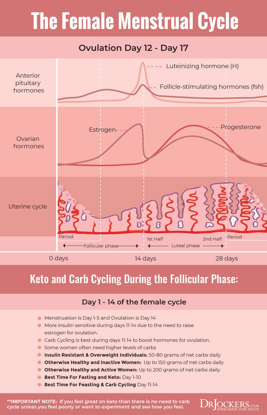 menstrual cycle