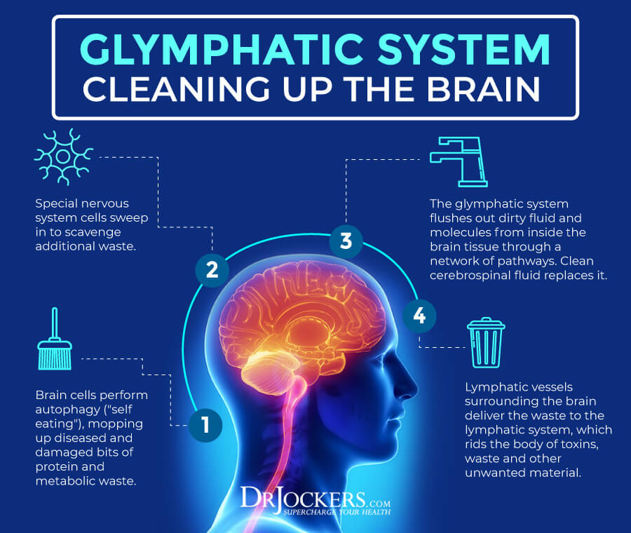 glymphatic system, Glymphatic System: Critical for Brain and Immune Health