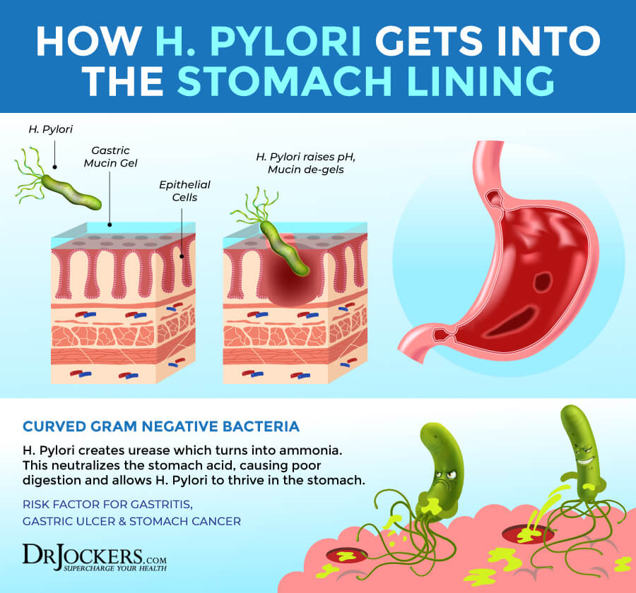 h pylori protocol