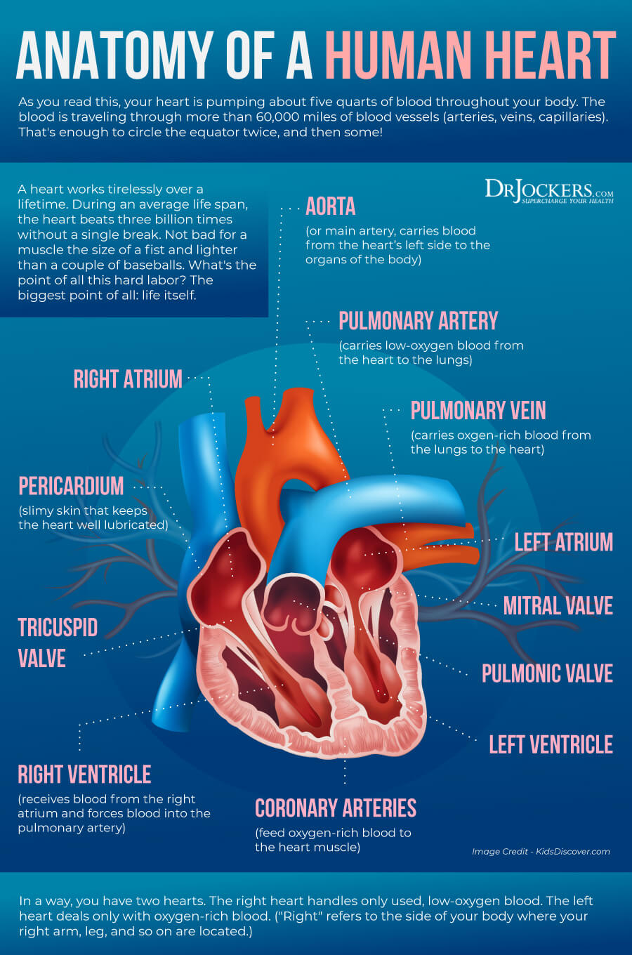 cardiac autophagy, Cardiac Autophagy: Healing Damaged Heart Cells