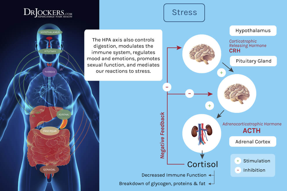 adrenal health