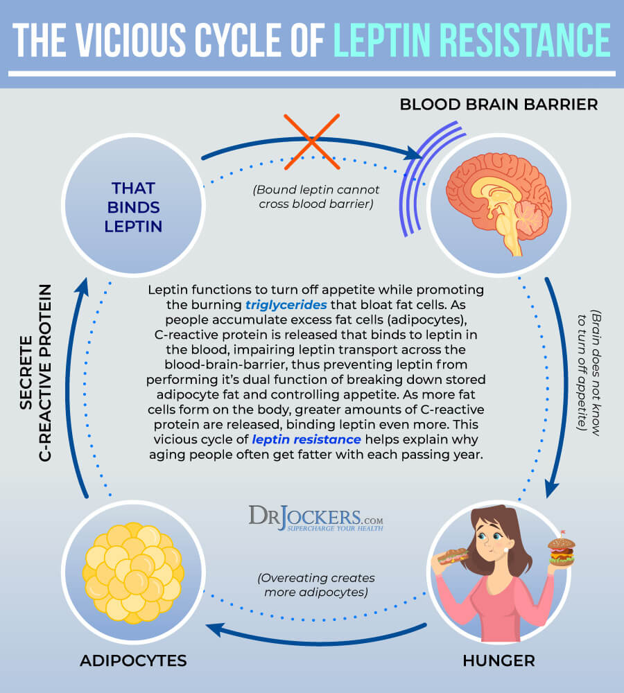 Leptin, Leptin Resistance:  Causes, Symptoms and Support Strategies