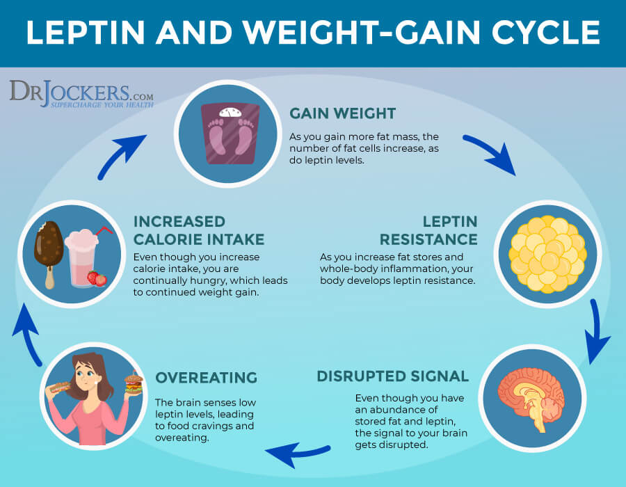 Leptin, Leptin Resistance: Causes, Symptoms and Support Strategies