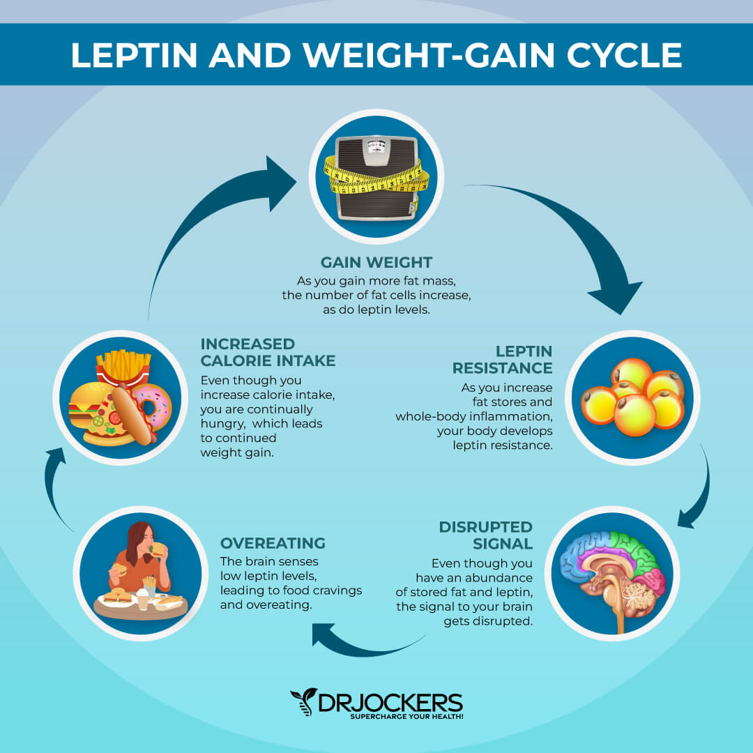 leptin