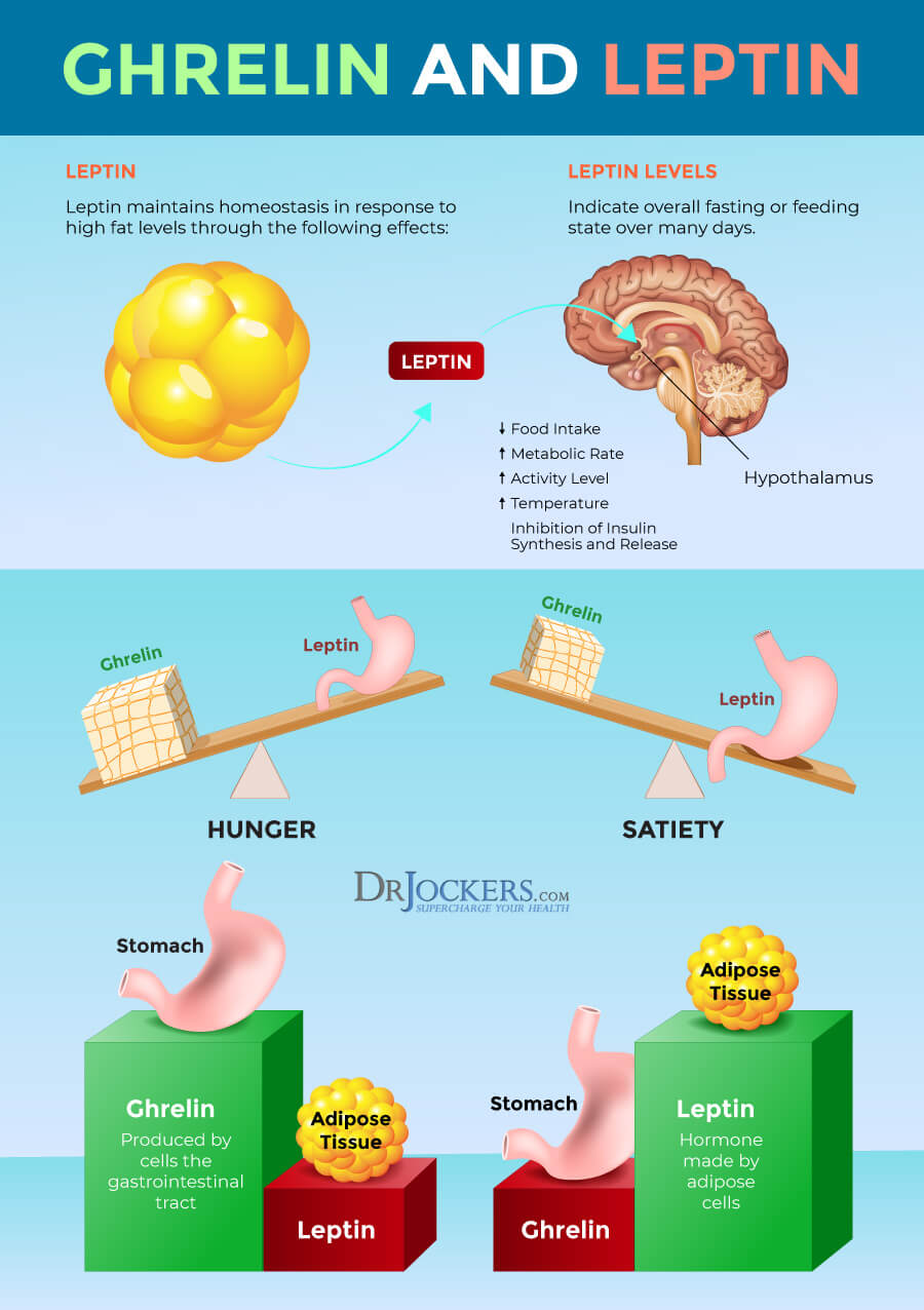 Leptin, Leptin Resistance: Causes, Symptoms and Support Strategies