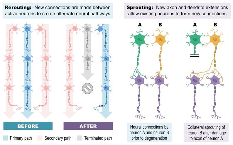 brain regeneration