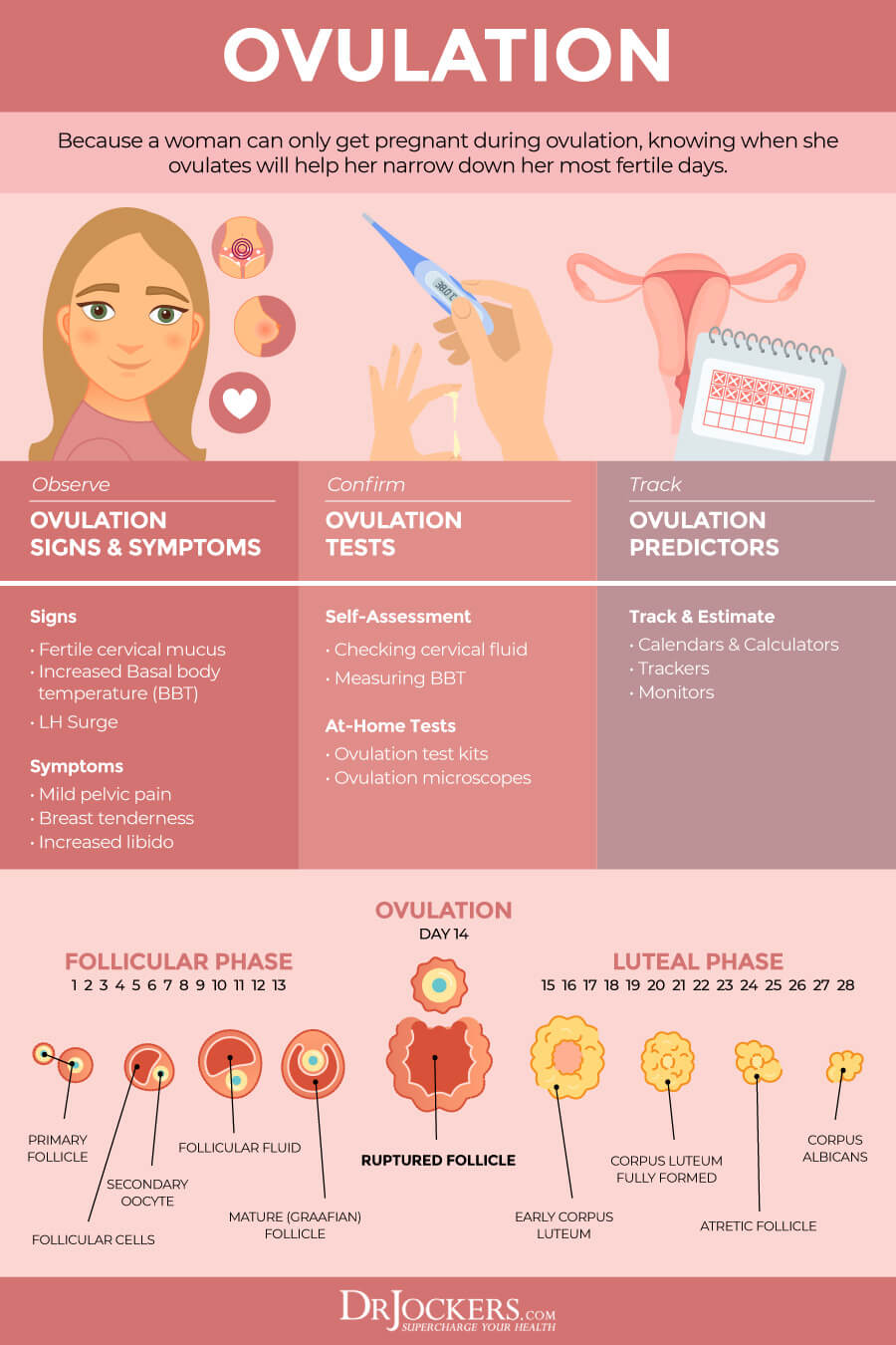 menstrual cycle