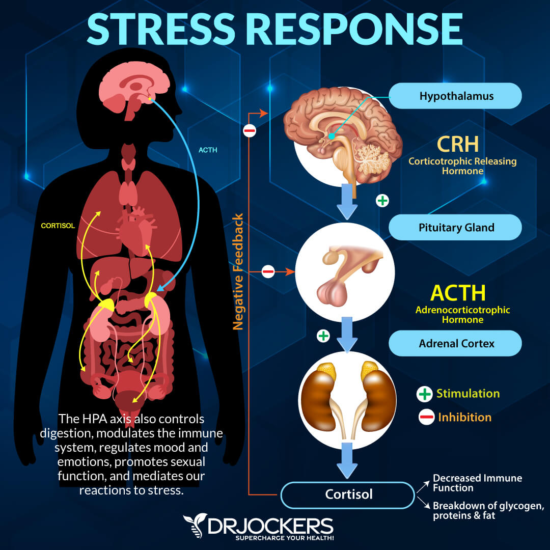 adrenal function