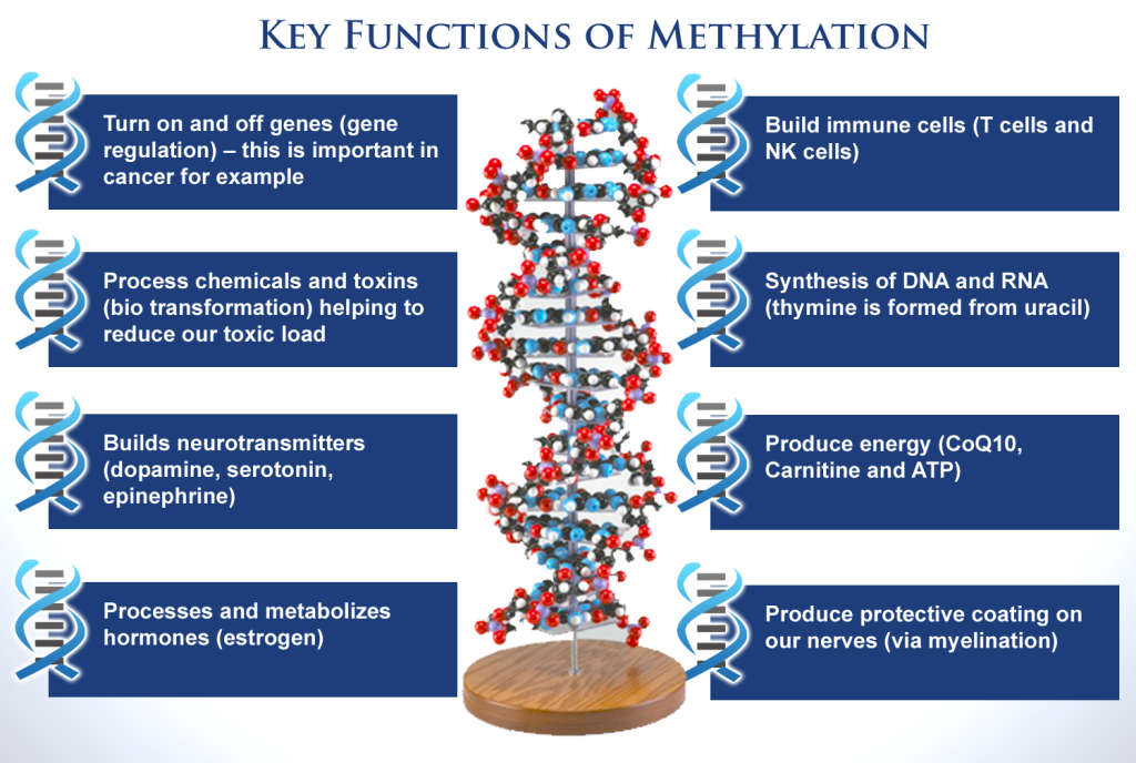 homocysteine