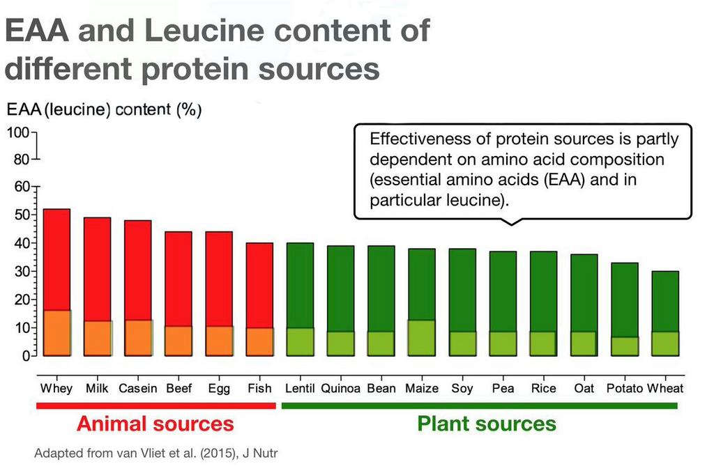 Protein: The Most Important Macronutrient – Hawk Fit Coaching